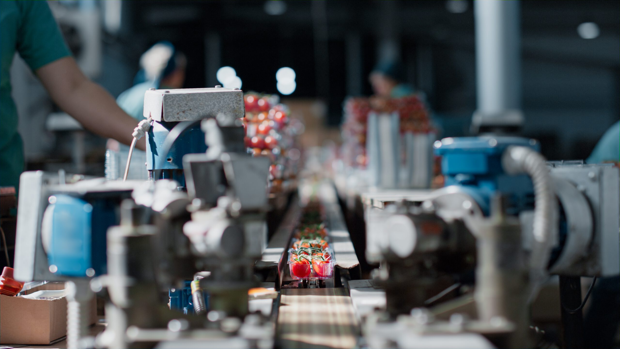 manufacture workers packing tomatoes conveyor mach 2026 01 11 08 32 58 utc scaled
